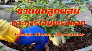 ชวนชมลูกผสม และการใส่ปุ๋ยเร่งดอก Fertilizer which boost adenium flowering. 养徒的沙漠玫瑰