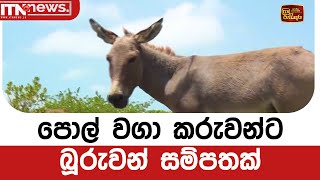 පොල් වගා කරුවන්ට බූරුවන් සම්පතක්