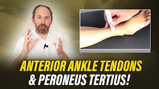 Anterior Ankle Tendons - Including Peroneus Tertius - MSKUS