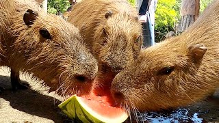 カピバラの平和なスイカタイム！のはずが・・・Capybara eat watermelon