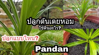 Pandan บอกวิธีปลูกเตยอย่างไรให้รอดไม่ต้องรดน้ำเยอะและวิธีเด็ดใบเตยแบบไหนไม่ให้ต้นเน่า|ปลูกหอมอียิปต์