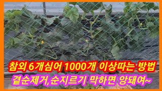 참외 6개심어 1000개 이상따는 재배법,순치는방법,곁순제거 참외 순지르기,키우기 주말농장 텃밭