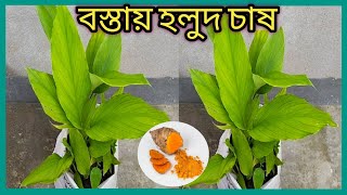 ছাদ বাগানে হলুদ চাষ পদ্ধতি