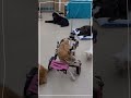 【老犬介護ホームメロー】今日のみんな🐾（10 11）