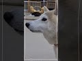 【老犬介護ホームメロー】今日のみんな🐾（10 11）