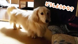 ママがいない夜#2　こっそり布団にやってきた犬！？（のぶオジサンシリーズ16）【ダックスフンド・ Dachshund】