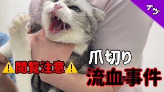 【閲覧注意】猫の爪切りを病院にお願いしたらとんでもないことに・・・【流血有】