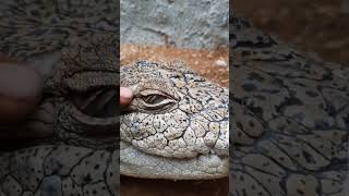 Crocodile Eyes | Dangerous | Dekho Janwar #Shorts