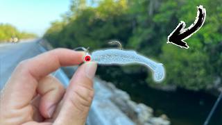 Everglades Roadside Fishing (INSANE Exotic Fish!!)