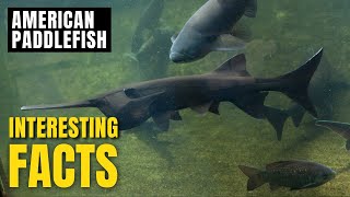 Amazing facts of American Paddlefish | Interesting Facts | The Beast World