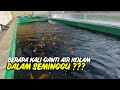 SEBERAPA SERING MENGGANTI AIR DI KOLAM IKAN KOI ? INI JAWABANNYA !