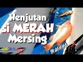 Boleh KUMPAU ke kat Mersing ni ? | VLOG #336 Day 1