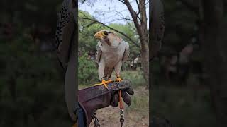 pallid peregrine falcon #birds