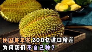 我国每年花200亿进口榴莲，养活大批泰国人，为何我们不自己种？