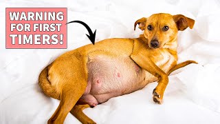 Avoid These 13 Common Mistakes in Pregnant Dog Care | Pregnant Female Dog Care