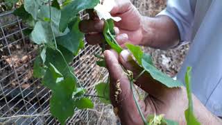 Secrets of Kovai Keerai ( Ivy Leaves )