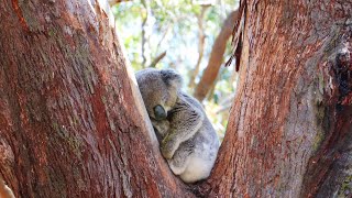 Port Stephens Koala Sanctuary