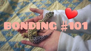 5 Tips to Make your Leopard Gecko like you more!!