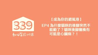 【成為你的避風港】EP4 為什麼貓咪的後腳突然不能動了？貓咪後腳癱瘓有可能是心臟病?!