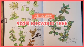 1월10일탄생화 - 회양목 #꽃말 #boxtree #수채화일러스트 #탄생화 #birthdayflower #타투도안 #손그림 #OOTD #빈티지롱원피스 #1월탄생화