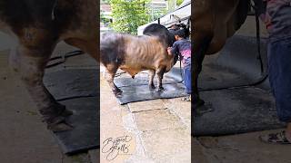 Heavyweight bull's coat is getting washed thoroughly