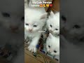 My cute little Persian Kittens - You Like It,😺🐈😘😍