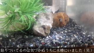 ヨシノボリをミニ水槽で飼育しています