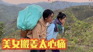 No.325:两位美女大山里搬姜真令人心痛，拜西因为特殊原因不用扛姜