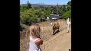 Go Park Play Goats at La Hermosa Park