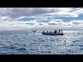 Small-Group RIB Whale Watching Cruise in Reykjavik, Iceland