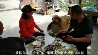 【光頭女婿】農村女婿給丈母娘做啥好吃的，金毛狗狗叼傢伙來蹭吃，網友笑噴了