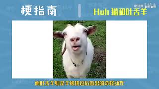 【梗指南】Huh猫和吐舌羊是什么梗