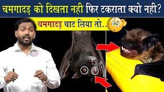 क्या होगा अगर आपको चमगादड़ चाट ले? || चमगादड़ के बारे में अदभुत Facts @Viral_Khan_Sir