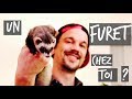 UN FURET CHEZ TOI ? - TUTO TOOPET