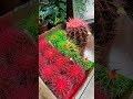 Кактусты телевизор кампютер алдына қойса көзге пайдалы кактус plants flowers