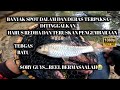 Memburu Tengas-Berhampiran Taman Negeri Kuala Klawang-Jelebu Stream Fishing-vlog314