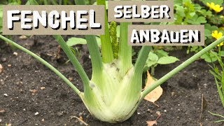 Fenchel  Aussaat und Anbautipps - Knollenfenchel selber anbauen.