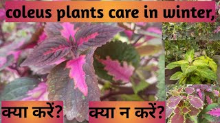 Coleus Plants Care In Winter / सर्दी के मौसम में कोलियस की देखभाल कैसे करें , #coleus plant#caretips