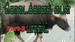 கொடைக்கானல் பைன் பாரஸ்ட் Tamil part -2 -4K