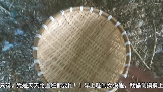 楼顶养鸡：今天来帮邻居照孵化的鹅蛋了，看看这受精率怎么样？