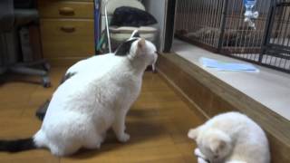 猫のジロに群がる柴犬子犬たち