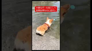 大事なボール落として逆ギレ犬w