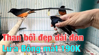 Lồng hoạ mi trống bác Tuất✅ Choè than Tây Ninh✅ Choè lửa mép