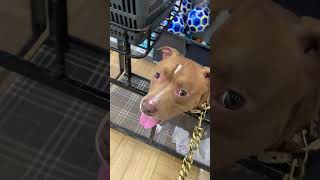 大好きなカインズホームで色々な人に構ってもらい大満足なピットブル　american pit bull terrier #犬  #hiphop