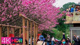 4K HDR｜Tamsui Cherry Blossom Festival, New Taipei 2022｜淡水天元宮櫻花稼期