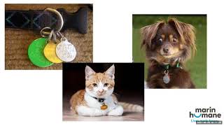 Pet Preparation: before, during, and after wildfire
