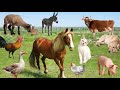 Colorful sounds of domestic farm animals: sheep, horse, cow, llama, chicken, pig, goose, cat, donkey