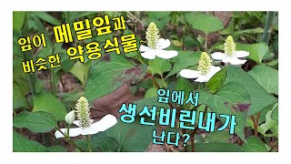 [꽃들의 속삭임] 약모밀! 잎에서 생선 비린내가 나는 어성초~