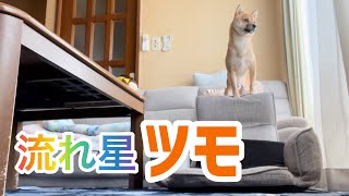 【豆しば】吠えない番犬。