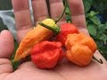 How to Breed Peppers - Cross Pollinating to Create a New Variety.